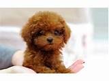 Cheap Toy Poodle Puppies For Sale Images