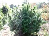 Marijuana Plant Pics Images