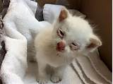 Kitten Pneumonia Treatment Images