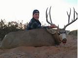 Images of New Mexico Mule Deer Outfitters