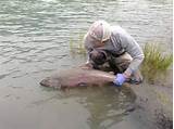 Images of Salmon Fishing In Kenai Alaska