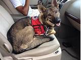 Photos of German Shepherd Service Dog
