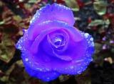Photos of Blue Rose Flower Images