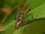 Photos of Most Dangerous Wasp