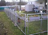 Pvc Pipe Garden Fence Photos