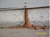Subterranean Termite Damage Pictures