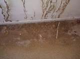 Bad Termite Damage Images