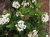 Images of Evergreen Tree With Small White Flowers