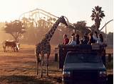 Best Safari Tour Companies Pictures
