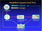 Online Food Web Activity Images