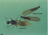 Termite Vs Carpenter Ant Pictures Images