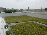 Photos of How To Maintain A Green Roof