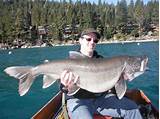 Pictures of Tahoe Fishing