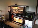 Reptile Tank Shelves Pictures