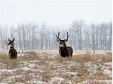 Images of Canadian Mule Deer Hunting Outfitters