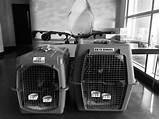 Airline Pet Shipping Services