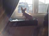 Photos of Diy Cat Window Shelf