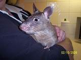 Pictures of Gambian Pouched Rat