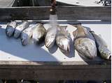 Pictures of Florida Everglades Fishing Charters