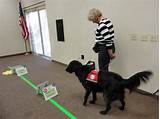 How To Train A Hearing Service Dog Pictures