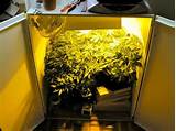 Images of Growing Marijuana In A Grow Box