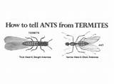 Pictures of Carpenter Ants Termites Difference