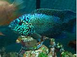 Photos of Electric Pink Jack Dempsey For Sale