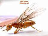 Do Carpenter Ants Fly Pictures