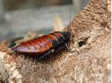 Madagascar Hissing Cockroach Facts Pictures