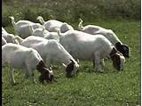 Goats Farm Photos