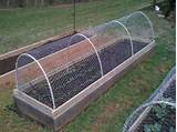 Pvc Pipe Garden Fence Photos