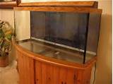 Glass Bow Front Fish Tank Photos