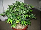 Marijuana Plant Pics