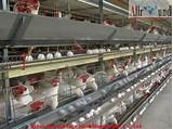 Commercial Chicken Egg Farming Pictures