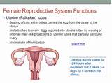 Recovery After Fallopian Tube Removal Pictures
