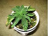 Best Soil For Marijuana Seedlings Images