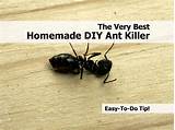 Pictures of Homemade Carpenter Ant Killer