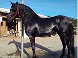 Friesians For Sale Cheap Images