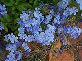 Flowers That Grow In Texas Heat Images