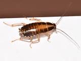 Image Of Cockroach Photos