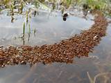 Fire Ants Floating Images