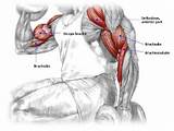 Images of Bicep Muscle Exercises