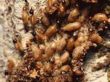 Service Termite Photos