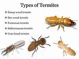 Water Damage Vs Termite Damage Images