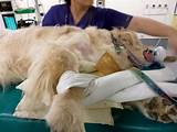 Photos of Canine Radiation Therapy