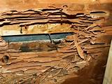 Carpenter Ants Wood Damage Photos