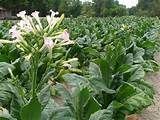 Tobacco Flower Images