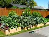Photos of Backyard Vegetable Garden Design