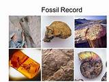 Fossil Record Photos