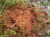 Fire Ants Nest Images